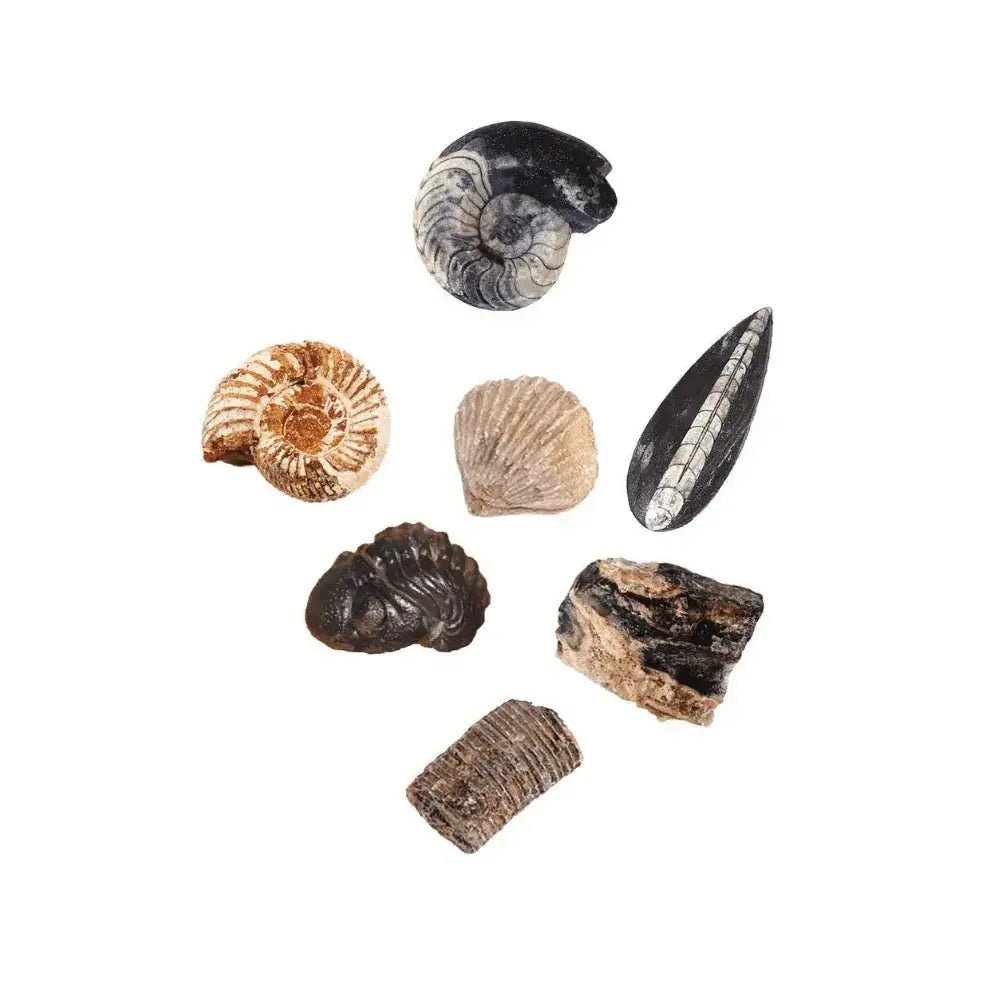 Expeditie Natuur - Uithakset Fossielen | Fantastic Gifts Shop